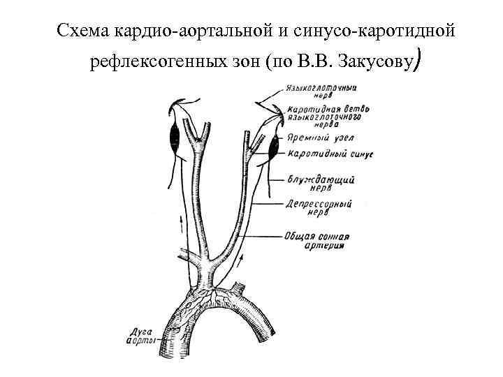 Рефлекса циона людвига блок схема