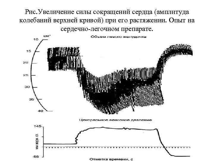 Кривая колебаний венозной стенки латынь