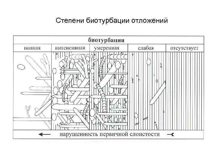 Степени биотурбации отложений 
