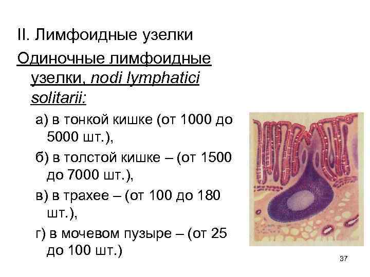 II. Лимфоидные узелки Одиночные лимфоидные узелки, nodi lymphatici solitarii: а) в тонкой кишке (от