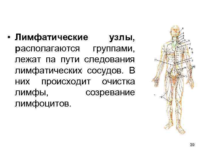 Система лимфоузлов человека. Лимфатическая система массажные линии. Лимфоузлы на теле человека схема. Лимфатическая система схема движения лимфы. Лимфатическая система человека расположение лимфоузлов.