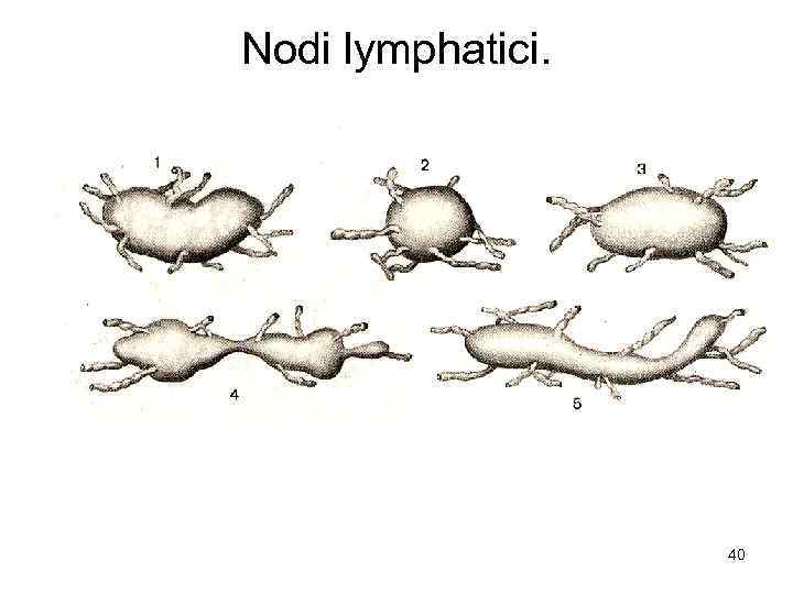 Nodi lymphatici. 40 
