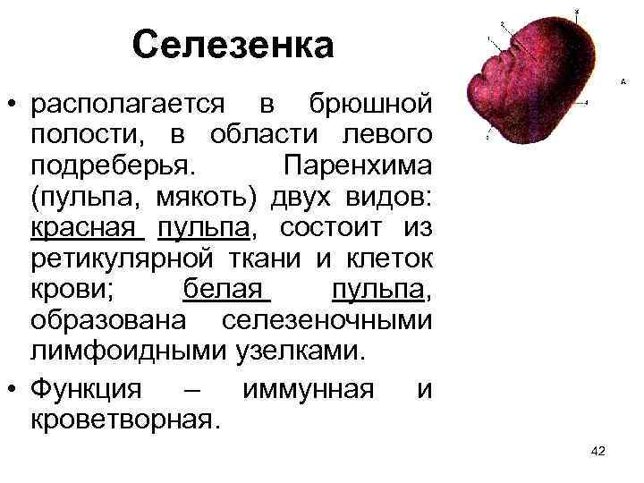 Паренхима печени