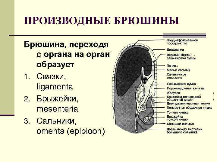 ПРОИЗВОДНЫЕ БРЮШИНЫ Брюшина, переходя с органа на орган образует 1. Связки, ligamenta 2. Брыжейки,