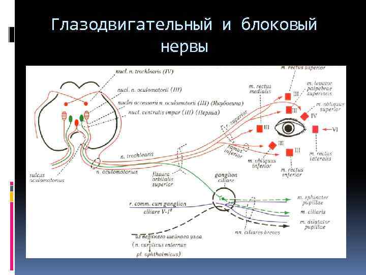 Глазодвигательный и блоковый нервы 