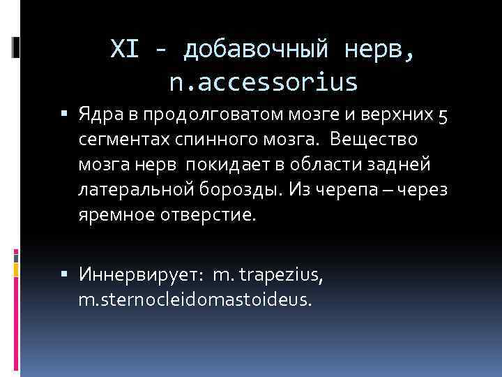 XI - добавочный нерв, n. accessorius Ядра в продолговатом мозге и верхних 5 сегментах