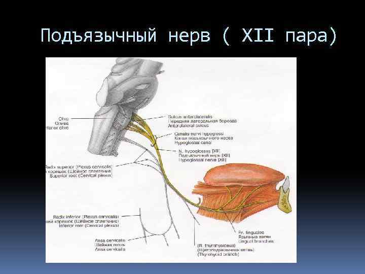 Подъязычный нерв ( ХII пара) 