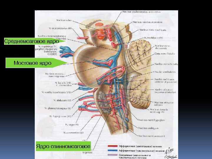 Среднемозговое ядро Мостовое ядро Ядро спинномозговое 