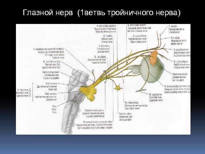 Глазной нерв (1 ветвь тройничного нерва) 