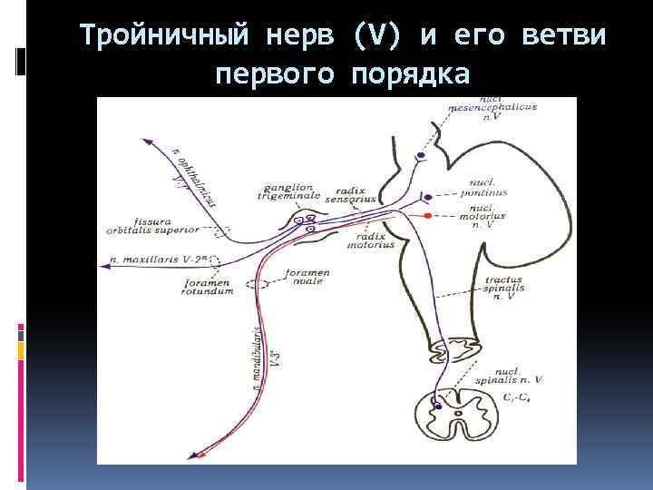 Тройничный нерв схема