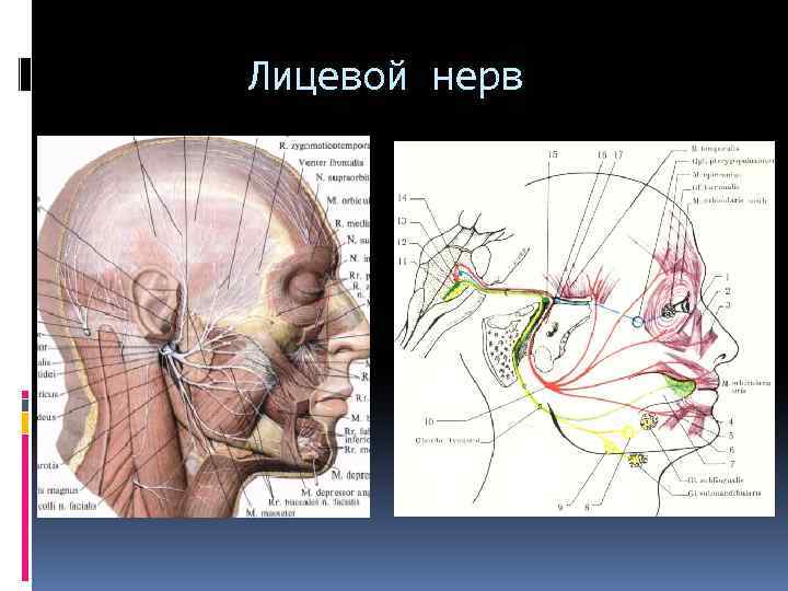 Лицевой нерв слева. Лицевой нерв. Лицевой нерв топика. Расположение нервов на лице.
