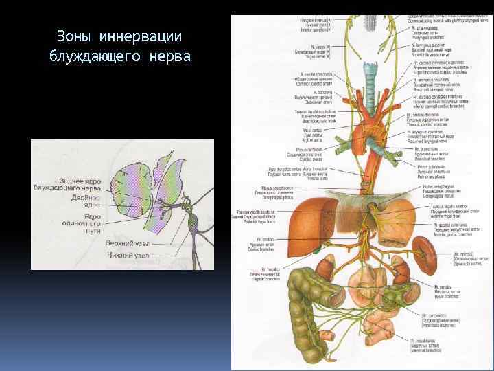 Зоны иннервации блуждающего нерва 