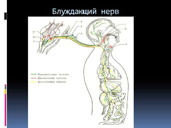 Блуждающий нерв 