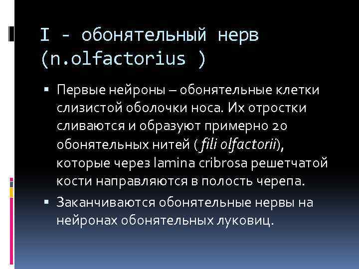 I - обонятельный нерв (n. olfactorius ) Первые нейроны – обонятельные клетки слизистой оболочки