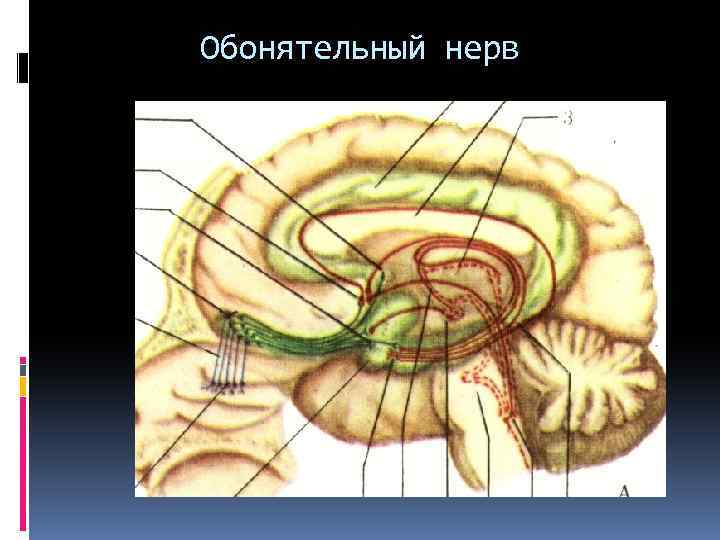 Обонятельный нерв 