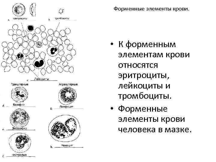 Назовите тип форменного элемента крови представленного на рисунке укажите численность этих клеток