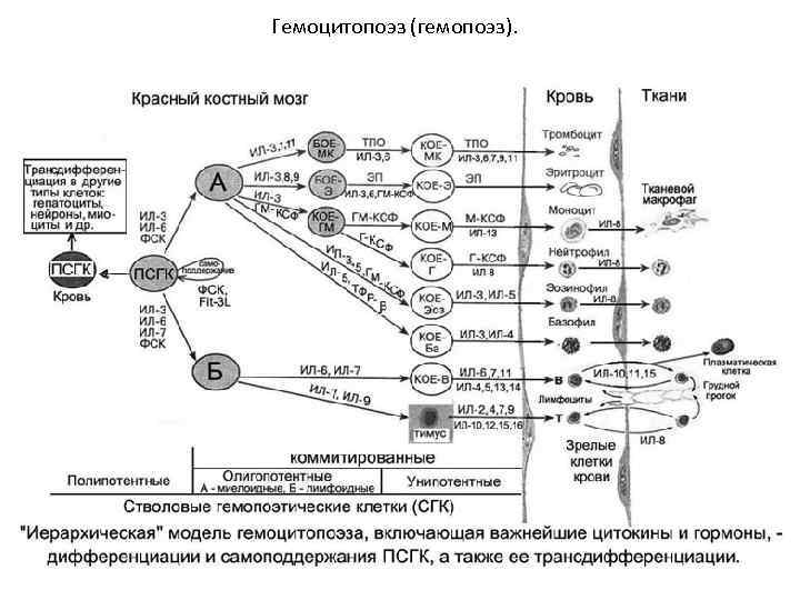 Гемоцитопоэз (гемопоэз). 
