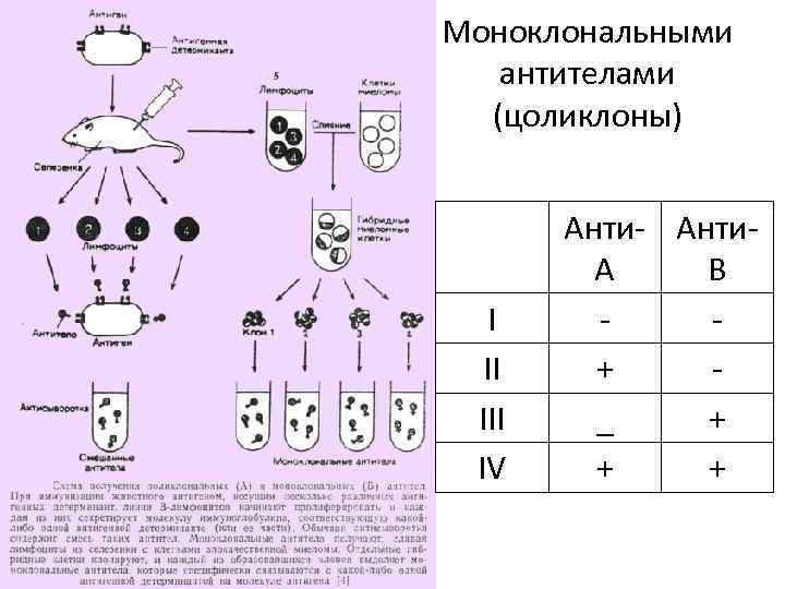 Моноклональными антителами (цоликлоны) I II IV Анти- Анти. А В + _ + +