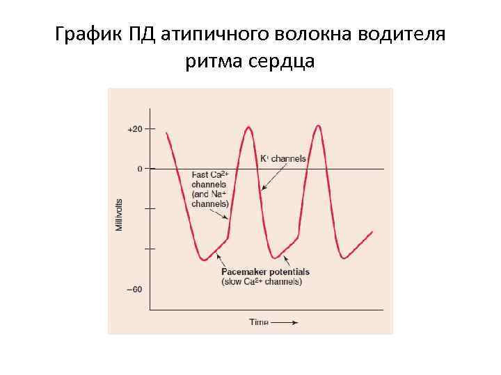 График ПД атипичного волокна водителя ритма сердца 