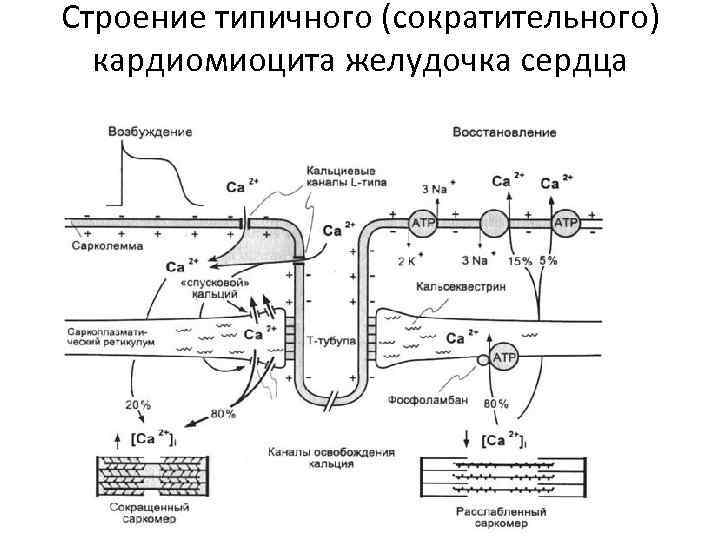 Строение типичного (сократительного) кардиомиоцита желудочка сердца 