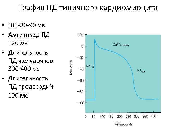 График ПД типичного кардиомиоцита • ПП -80 -90 мв • Амплитуда ПД 120 мв