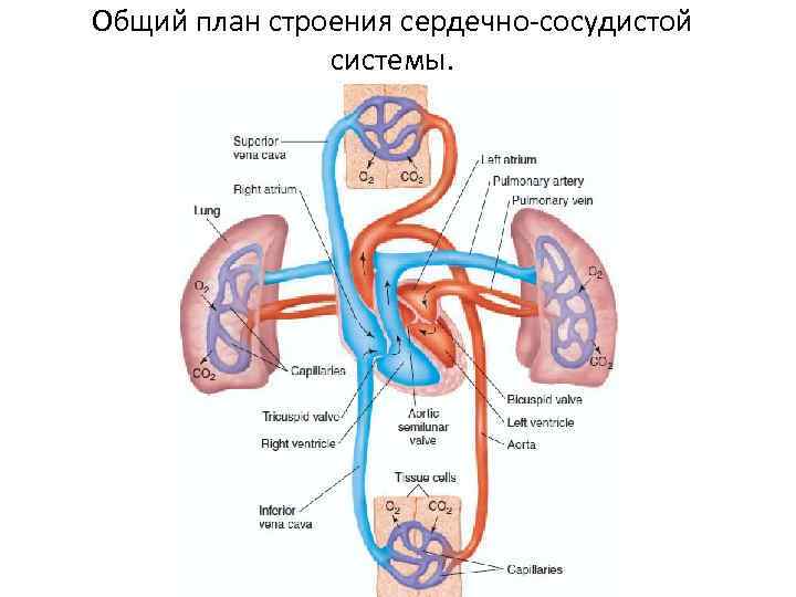 Общий план строения системы кровообращения физиология