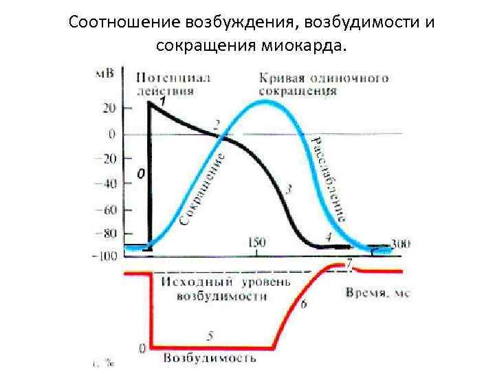 Соотношение возбуждения, возбудимости и сокращения миокарда. 