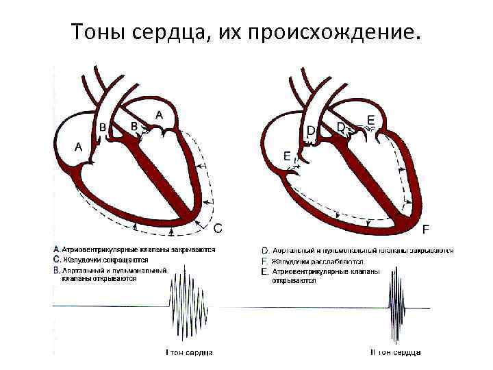 Графическое изображение тонов сердца