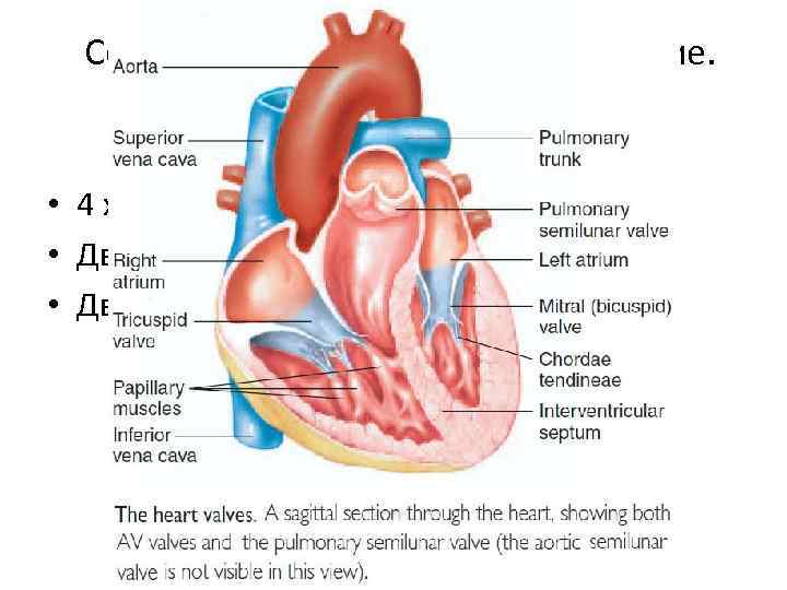 Сердце: макроскопическое строение. • 4 х камерный полый орган • Два предсердия: ПП, ЛП