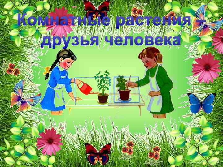 Комнатные растения – друзья человека 