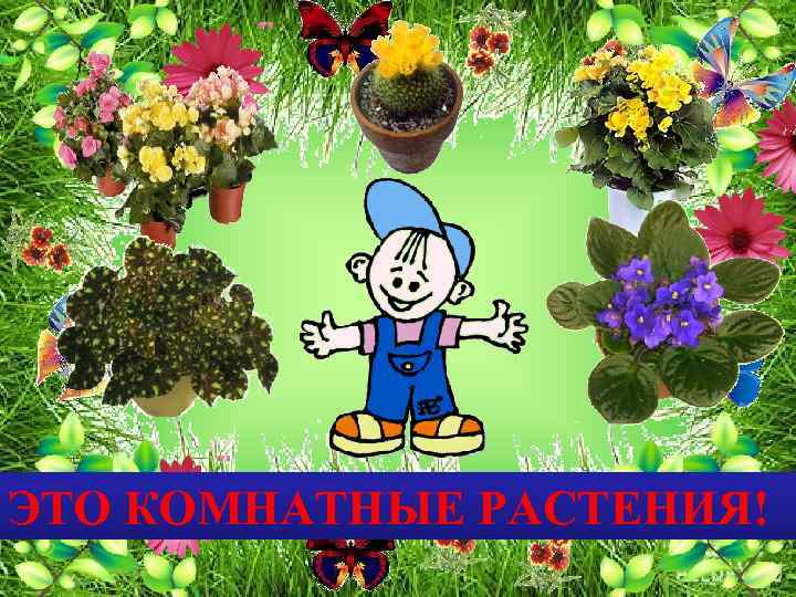 ЭТО КОМНАТНЫЕ РАСТЕНИЯ! 
