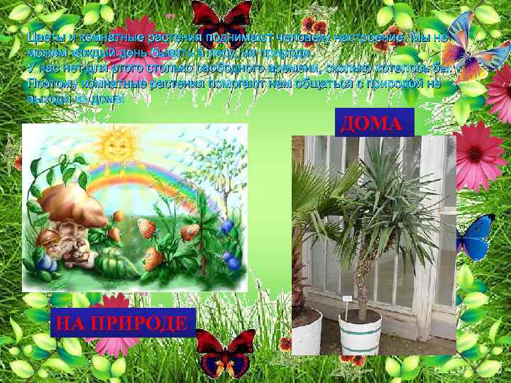 Цветы и комнатные растения поднимают человеку настроение. Мы не можем каждый день бывать в