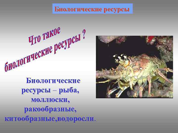 Биологические ресурсы – рыба, моллюски, ракообразные, китообразные, водоросли. 