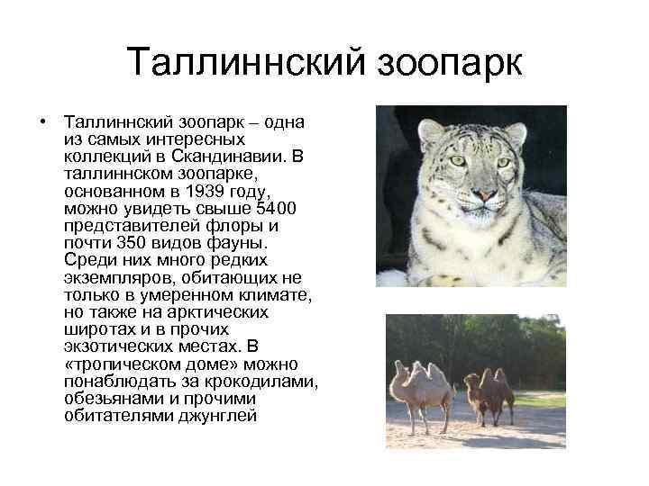 Таллиннский зоопарк • Таллиннский зоопарк – одна из самых интересных коллекций в Скандинавии. В