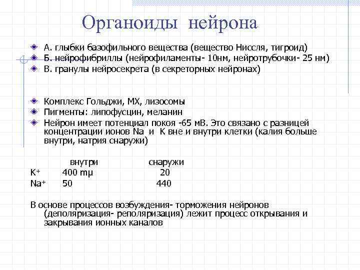 Органоиды нейрона А. глыбки базофильного вещества (вещество Ниссля, тигроид) Б. нейрофибриллы (нейрофиламенты- 10 нм,