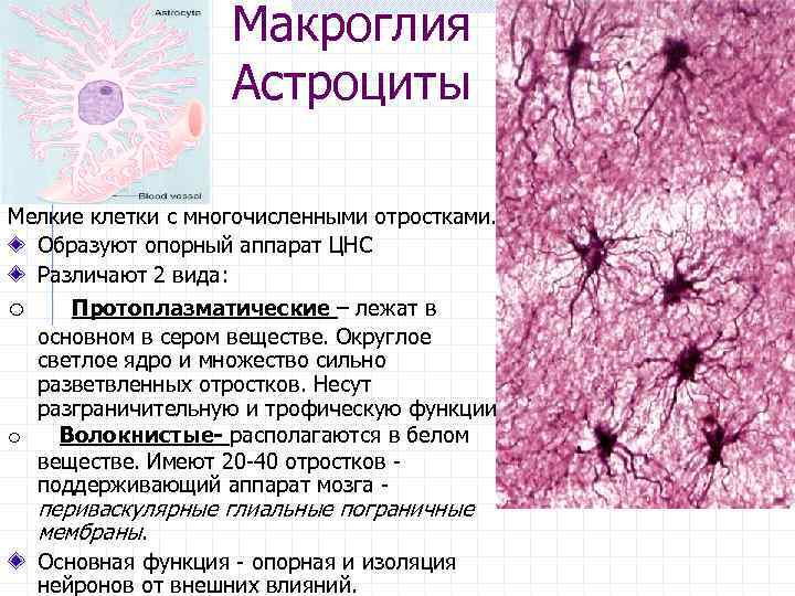 Астроциты мозга