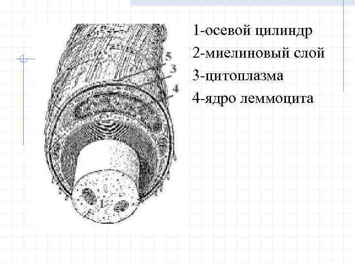 Осевой цилиндр. Миелиновый слой это. Осевой цилиндр представляет собой. Осевой цилиндр миелиновой оболочки.