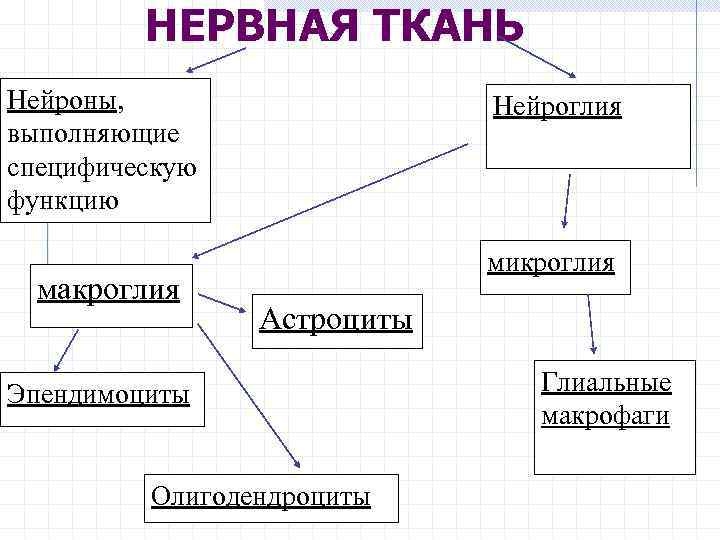 НЕРВНАЯ ТКАНЬ Нейроны, выполняющие специфическую функцию макроглия Нейроглия микроглия Астроциты Эпендимоциты Олигодендроциты Глиальные макрофаги