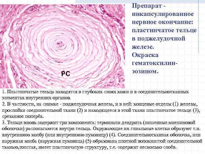 Каким уникальным свойством обладает нервная ткань