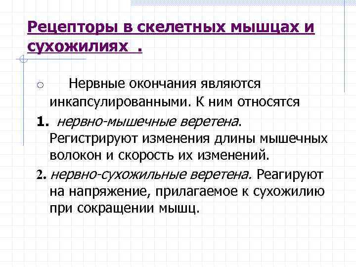 Рецепторы в скелетных мышцах и сухожилиях. o Нервные окончания являются инкапсулированными. К ним относятся