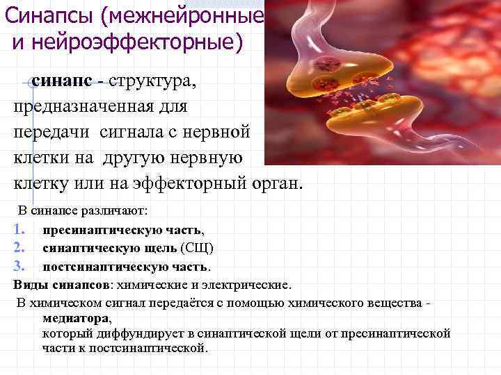 Синапсы (межнейронные и нейроэффекторные) синапс - структура, предназначенная для передачи сигнала с нервной клетки
