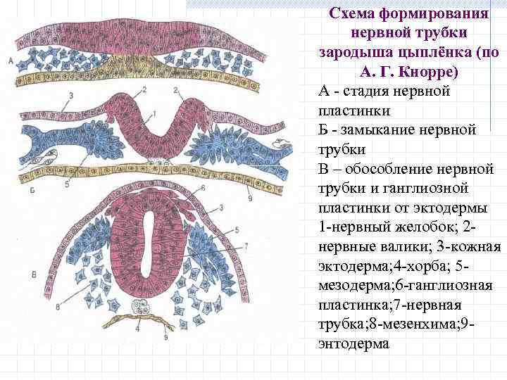 Схема формирования нервной трубки зародыша цыплёнка (по А. Г. Кнорре) А - стадия нервной