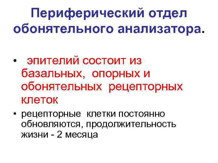 Периферический отдел обонятельного анализатора. • эпителий состоит из базальных, опорных и обонятельных рецепторных клеток