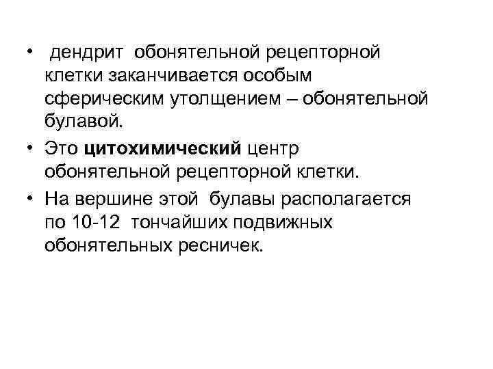  • дендрит обонятельной рецепторной клетки заканчивается особым сферическим утолщением – обонятельной булавой. •