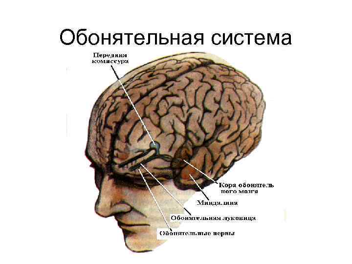 Обонятельная система 