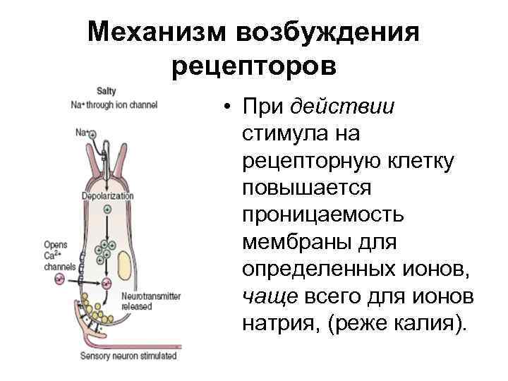 Возбуждение рецепторов. 4. Общие механизмы возбуждения рецепторов.. Общие механизмы возбуждения рецепторов физиология. Механизмы возбуждения сенсорных рецепторов. Механизм возбуждения рецепторов схема.