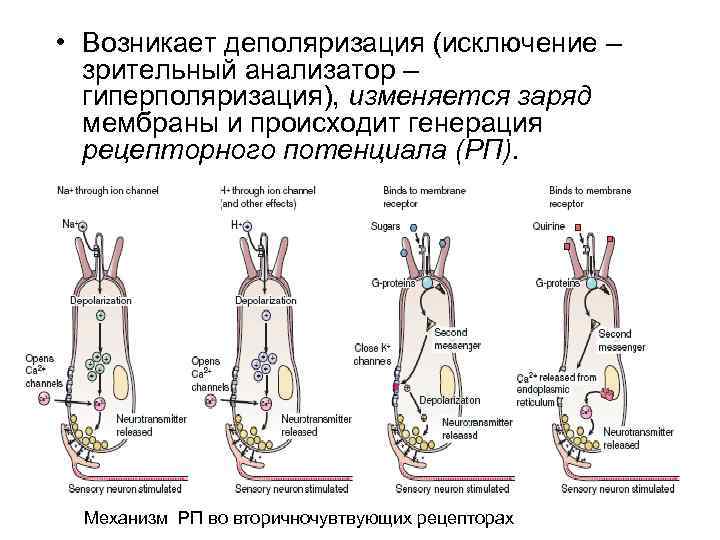 Возбуждение рецепторов. Механизмы возбуждения рецепторов анализаторов. Механизм возбуждения кожных рецепторов. Механизм возбуждения обонятельных рецепторов схема физиология. Механизм возбуждения рецепторов зрительной системы.