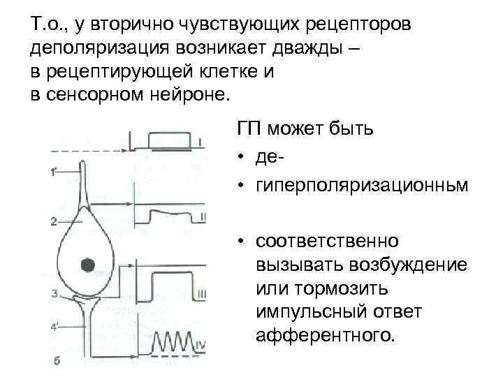 Физиология анализаторов физиология презентация