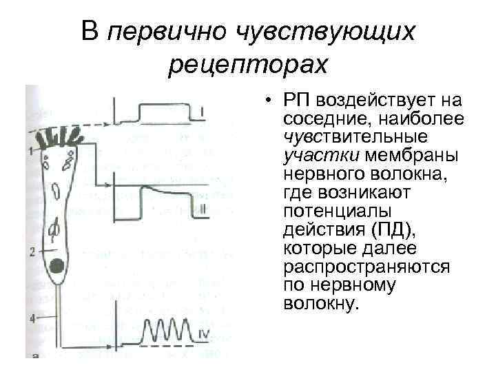 В первично чувствующих рецепторах • РП воздействует на соседние, наиболее чувствительные участки мембраны нервного