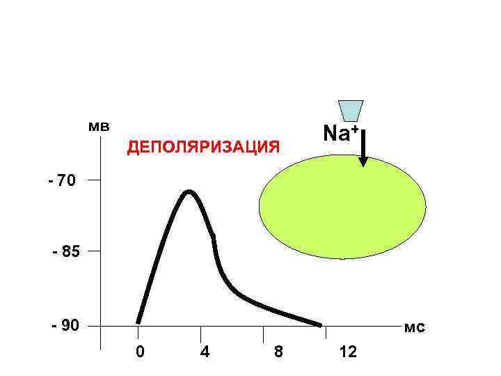мв ДЕПОЛЯРИЗАЦИЯ Na+ - 70 - 85 - 90 мс 0 4 8 12